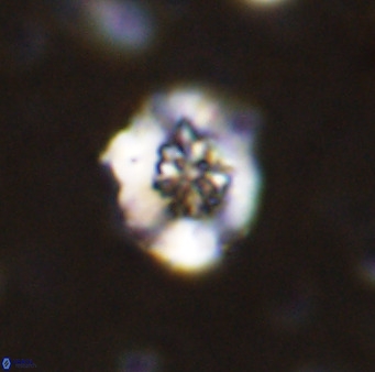 Retecapsa sinuosa 42545