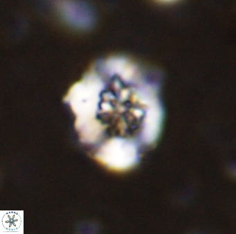 Retecapsa sinuosa 42545