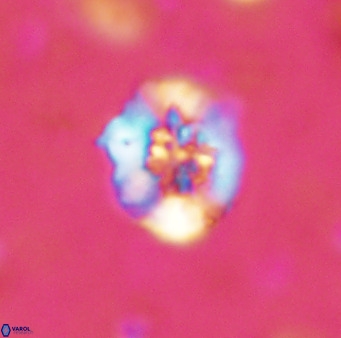 Retecapsa sinuosa 42546