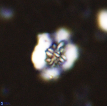 Retecapsa sinuosa 42547