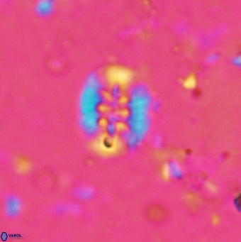 Retecapsa sinuosa 5494