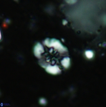 Retecapsa sinuosa 5495