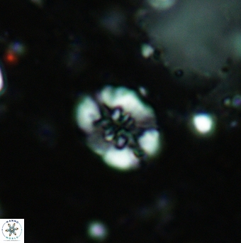 Retecapsa sinuosa 5495