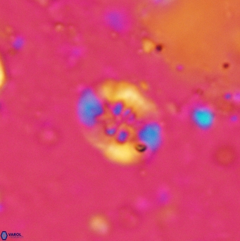 Retecapsa sinuosa 5496