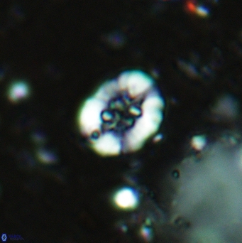 Retecapsa sinuosa 5497