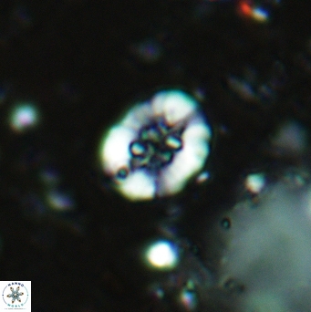 Retecapsa sinuosa 5497