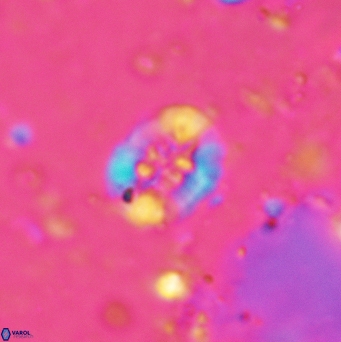 Retecapsa sinuosa 5498