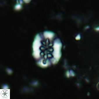 Retecapsa sinuosa 5493