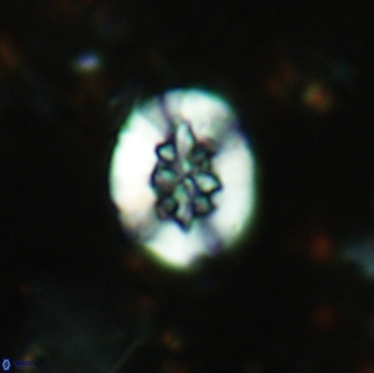 Retecapsa sinuosa 5537