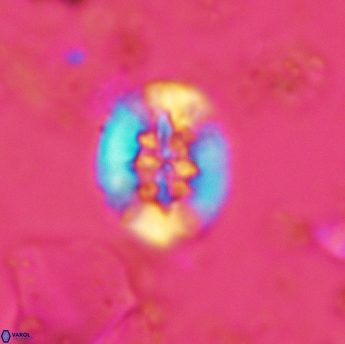 Retecapsa sinuosa 5538