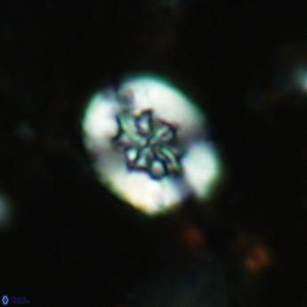 Retecapsa sinuosa 5539