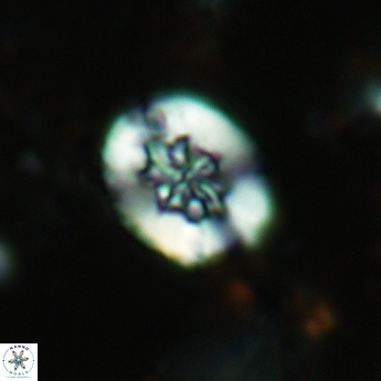 Retecapsa sinuosa 5539