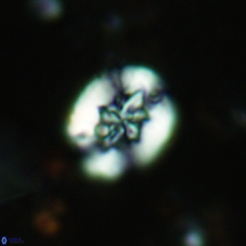 Retecapsa sinuosa 5541