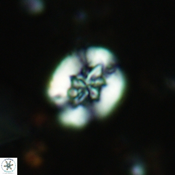 Retecapsa sinuosa 5541