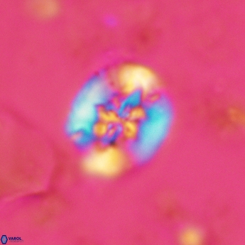 Retecapsa sinuosa 5542