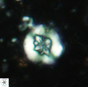 Retecapsa sinuosa 5604
