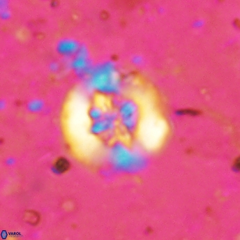 Retecapsa sinuosa 5605