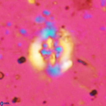 Retecapsa sinuosa 5606