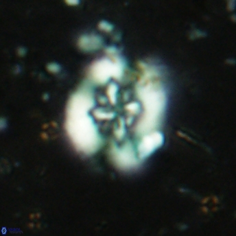 Retecapsa sinuosa 5607