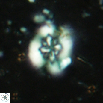 Retecapsa sinuosa 5607