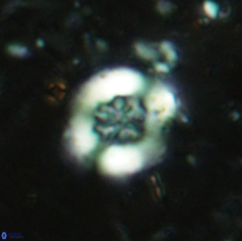 Retecapsa sinuosa 5608