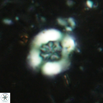 Retecapsa sinuosa 5608