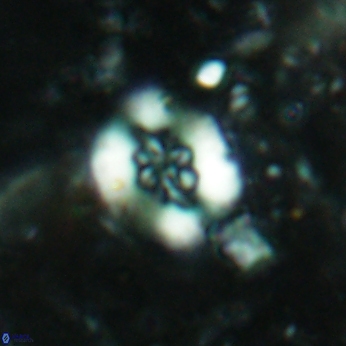 Retecapsa sinuosa 5768