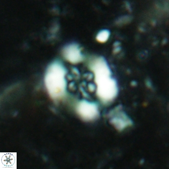 Retecapsa sinuosa 5768