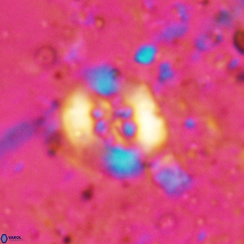 Retecapsa sinuosa 5769