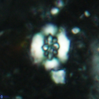 Retecapsa sinuosa 5770