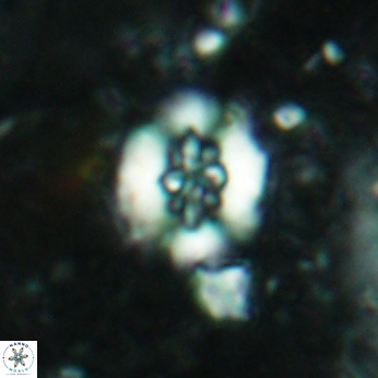 Retecapsa sinuosa 5770