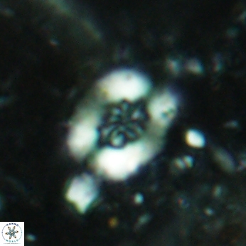 Retecapsa sinuosa 5772