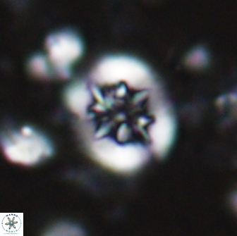 Retecapsa sinuosa 13889