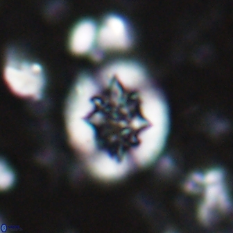 Retecapsa sinuosa 13891