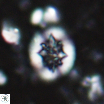 Retecapsa sinuosa 13891