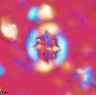 Retecapsa sinuosa 13892