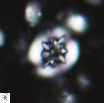 Retecapsa sinuosa 13893