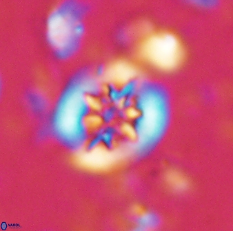 Retecapsa sinuosa 13894