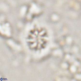 Retecapsa sinuosa 13895