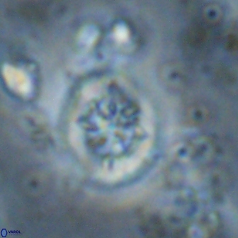 Retecapsa sinuosa 13896