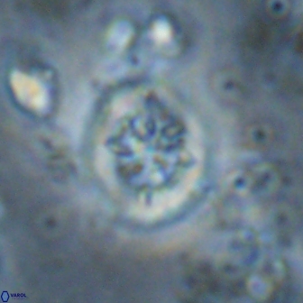 Retecapsa sinuosa 13897