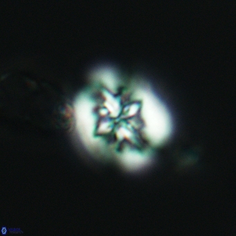 Retecapsa sinuosa 3438