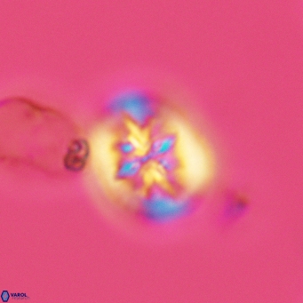 Retecapsa sinuosa 3439