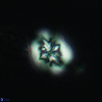 Retecapsa sinuosa 3440