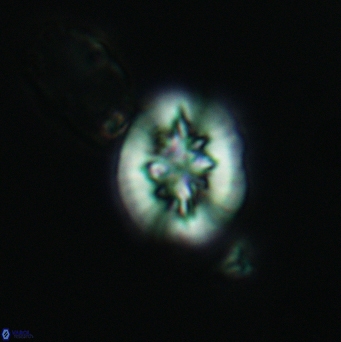 Retecapsa sinuosa 3441