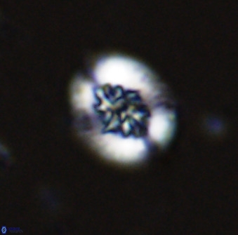 Retecapsa sinuosa 34516