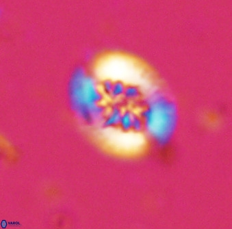 Retecapsa sinuosa 34517