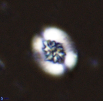 Retecapsa sinuosa 34518