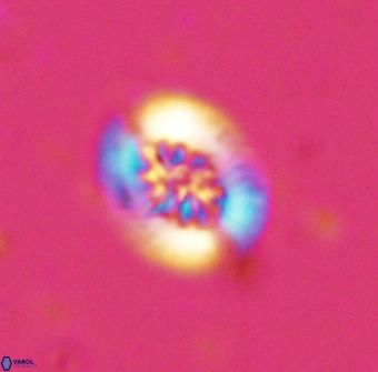 Retecapsa sinuosa 34519