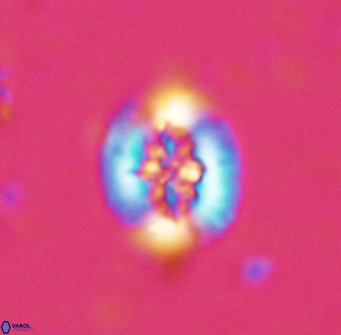 Retecapsa sinuosa 34521